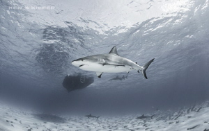 Reef Sharks around the dive boat at Tiger Beach, Bahamas by Ken Kiefer 